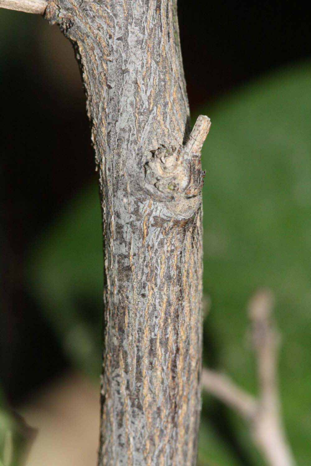              Second - third year twig (Riverside, CA)       